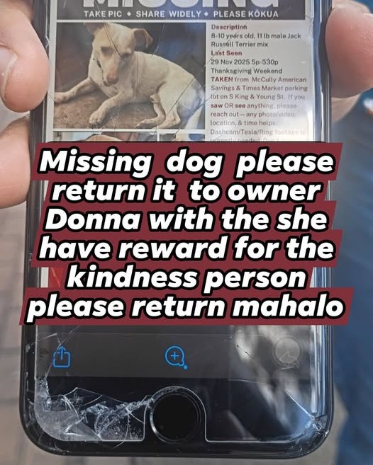 LOST PET - Oahu | Stolen Stuff Hawaii