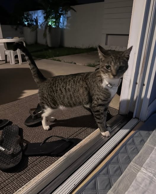 FOUND PET - Oahu | Stolen Stuff Hawaii