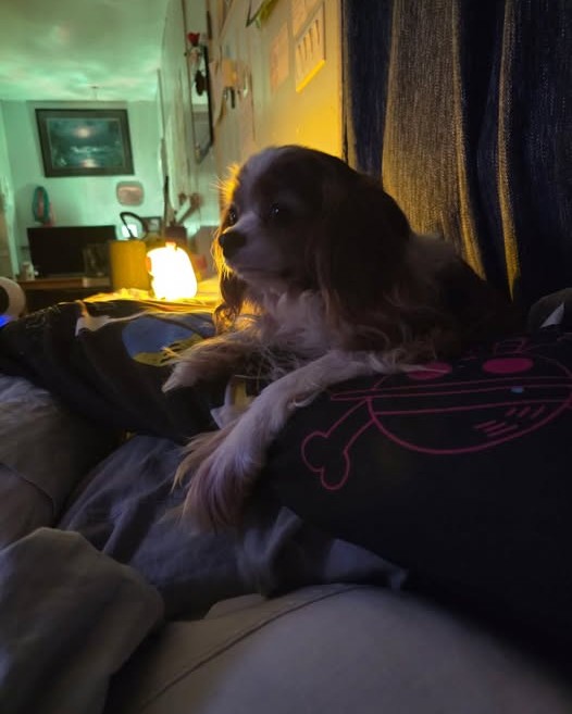 LOST PET - Oahu | Stolen Stuff Hawaii
