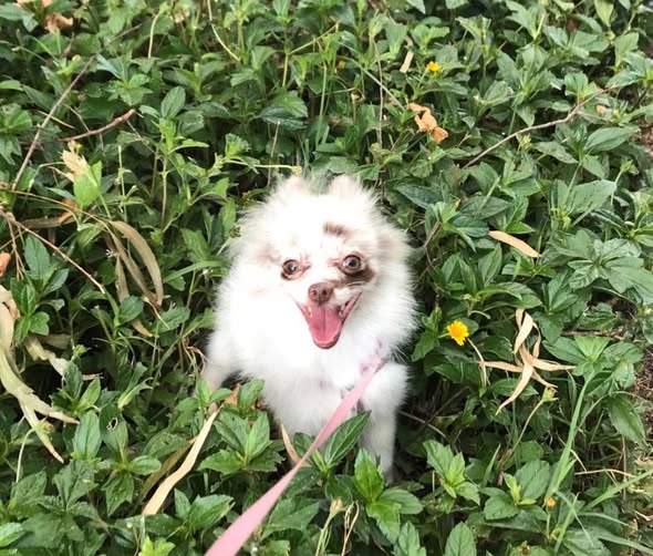 LOST PET - Oahu | Stolen Stuff Hawaii