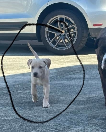 LOST PET - Oahu | Stolen Stuff Hawaii