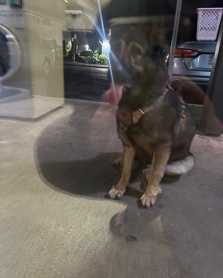 FOUND PET - Oahu | Stolen Stuff Hawaii