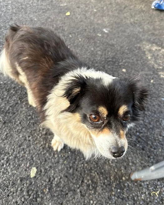 FOUND PET - Oahu | Stolen Stuff Hawaii