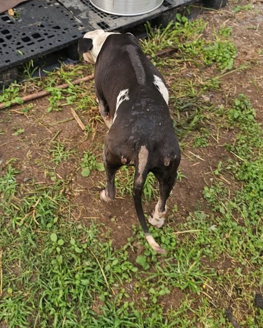 FOUND PET - Oahu | Stolen Stuff Hawaii
