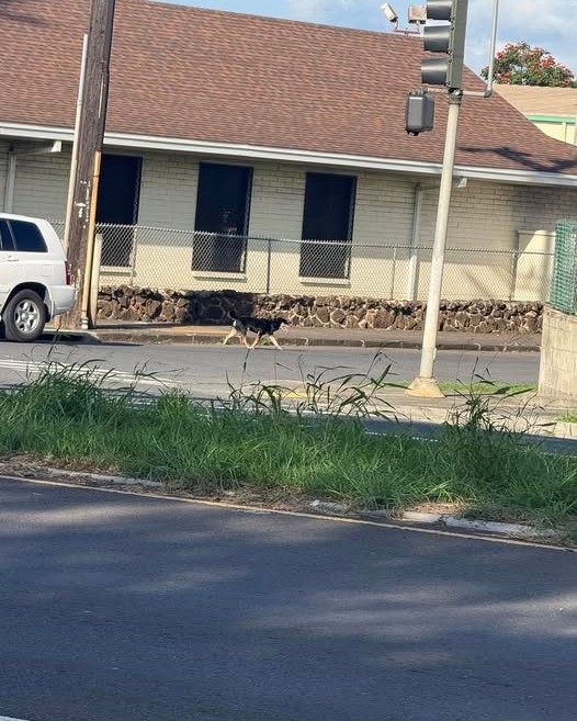 ANIMAL SIGHTING - Oahu | Stolen Stuff Hawaii