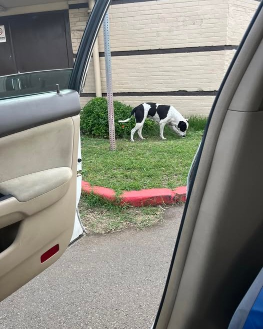 ANIMAL SIGHTING - Oahu | Stolen Stuff Hawaii