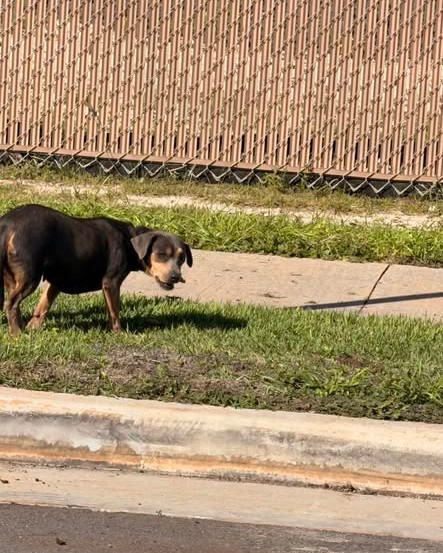 ANIMAL SIGHTING - Oahu | Stolen Stuff Hawaii