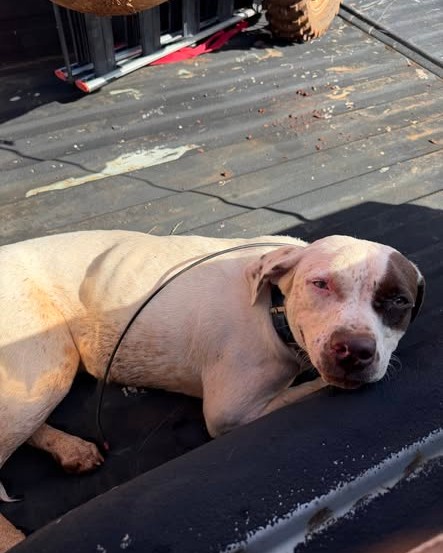 LOST PET - Oahu | Stolen Stuff Hawaii
