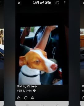 LOST PET - Oahu | Stolen Stuff Hawaii