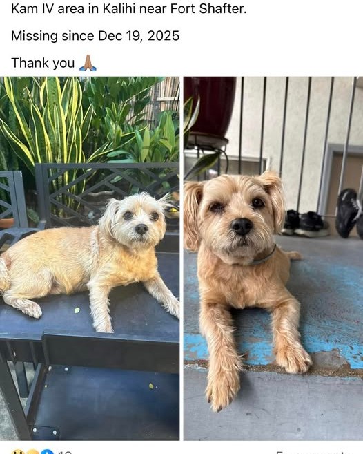 LOST PET - Oahu | Stolen Stuff Hawaii