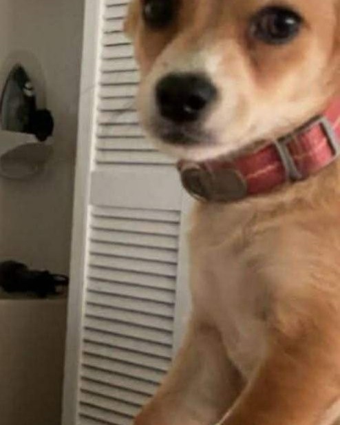 LOST PET - Oahu | Stolen Stuff Hawaii