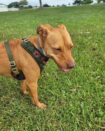 FOUND PET - Oahu | Stolen Stuff Hawaii