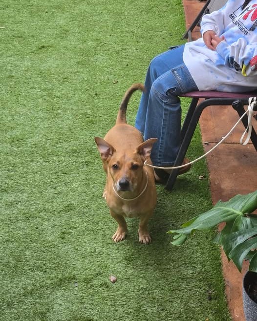 FOUND PET - Oahu | Stolen Stuff Hawaii