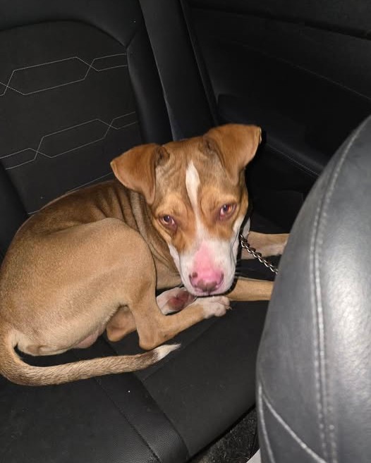 FOUND PET - Oahu | Stolen Stuff Hawaii