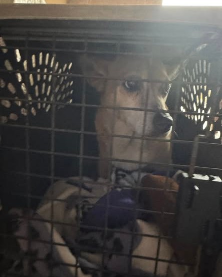 FOUND PET - Oahu | Stolen Stuff Hawaii