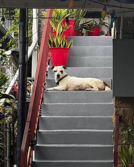 ANIMAL SIGHTING - Oahu | Stolen Stuff Hawaii
