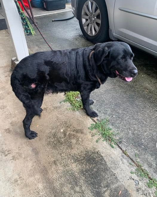 FOUND PET - Oahu | Stolen Stuff Hawaii