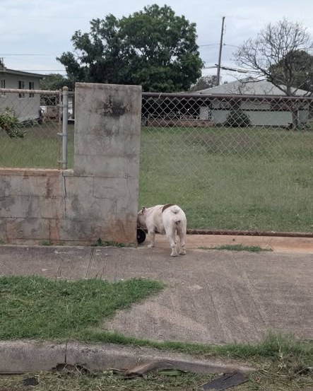 ANIMAL SIGHTING - Oahu | Stolen Stuff Hawaii