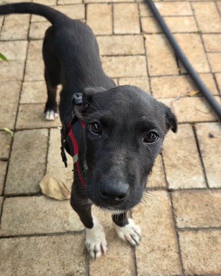 LOST PET - Oahu | Stolen Stuff Hawaii
