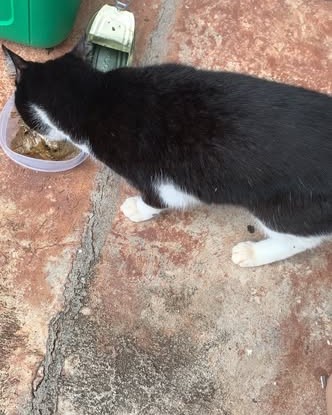 FOUND PET - Oahu | Stolen Stuff Hawaii