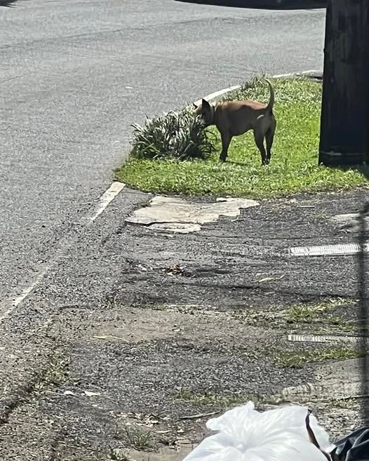 ANIMAL SIGHTING - Oahu | Stolen Stuff Hawaii