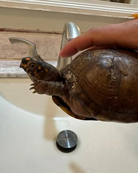 LOST PET - Oahu | Stolen Stuff Hawaii