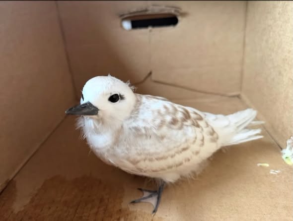 FOUND ITEM - Oahu | Stolen Stuff Hawaii