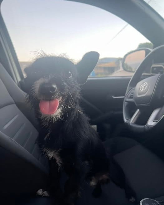 FOUND PET - Oahu | Stolen Stuff Hawaii