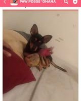 LOST PET - Oahu | Stolen Stuff Hawaii