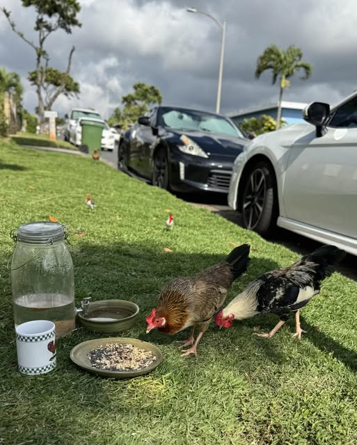 FOUND PET - Oahu | Stolen Stuff Hawaii