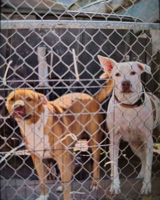 LOST PET - Oahu | Stolen Stuff Hawaii