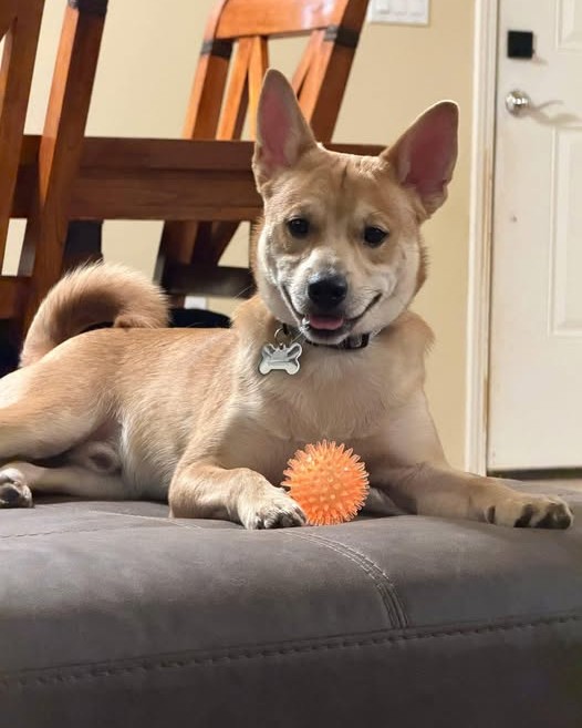 LOST PET - Oahu | Stolen Stuff Hawaii
