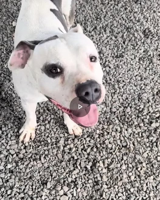 LOST PET - Oahu | Stolen Stuff Hawaii