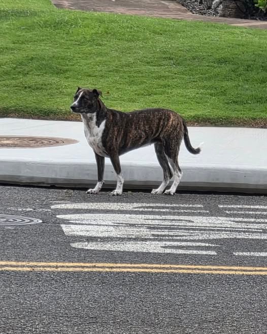 ANIMAL SIGHTING - Oahu | Stolen Stuff Hawaii
