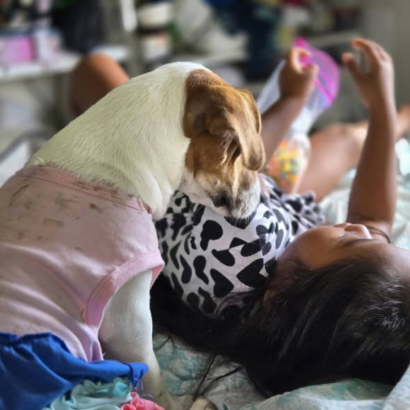 LOST PET - Oahu | Stolen Stuff Hawaii