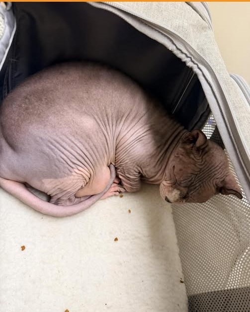 FOUND PET - Oahu | Stolen Stuff Hawaii