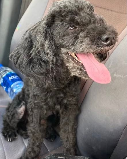LOST PET - Oahu | Stolen Stuff Hawaii