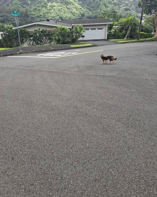 LOST PET - Oahu | Stolen Stuff Hawaii