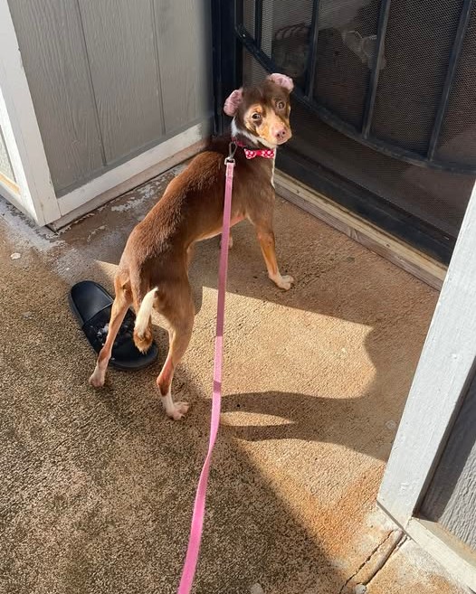 FOUND PET - Oahu | Stolen Stuff Hawaii