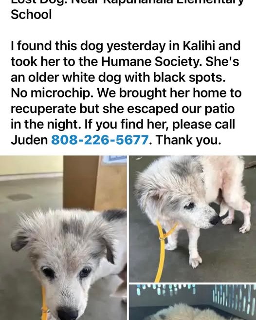 LOST PET - Oahu | Stolen Stuff Hawaii