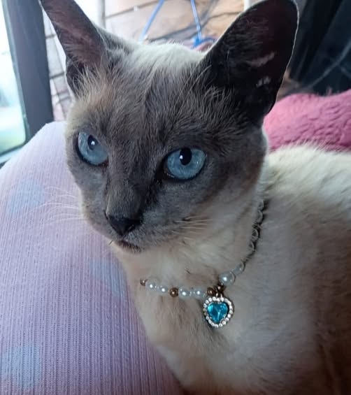 LOST PET - Oahu | Stolen Stuff Hawaii