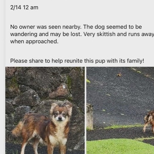 LOST PET - Oahu | Stolen Stuff Hawaii