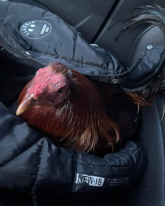 FOUND PET - Oahu | Stolen Stuff Hawaii
