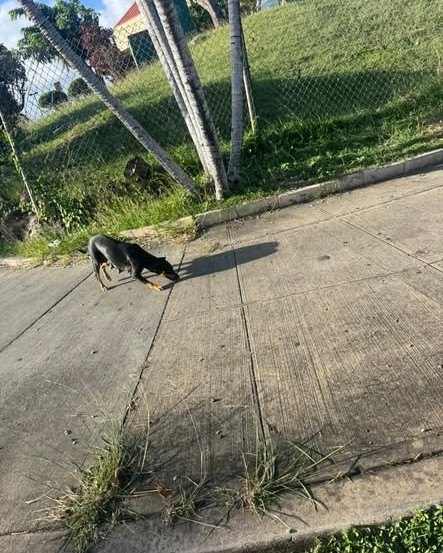 ANIMAL SIGHTING - Oahu | Stolen Stuff Hawaii