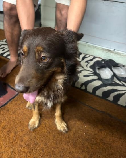 FOUND PET - Oahu | Stolen Stuff Hawaii