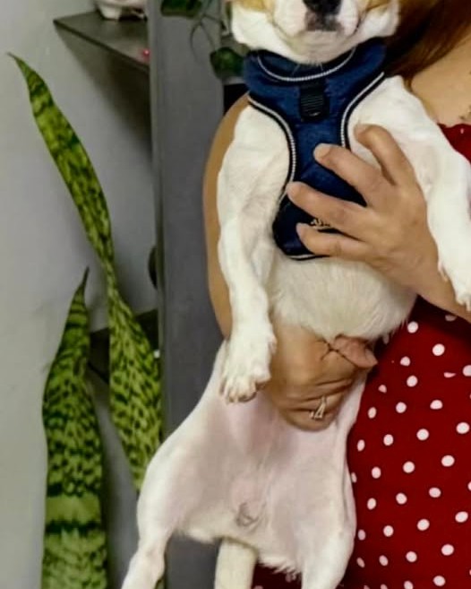 LOST PET - Oahu | Stolen Stuff Hawaii