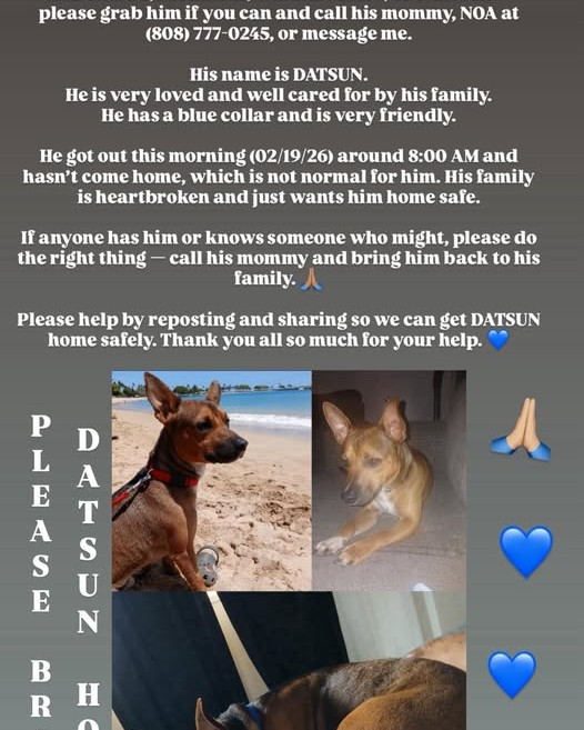 LOST PET - Oahu | Stolen Stuff Hawaii