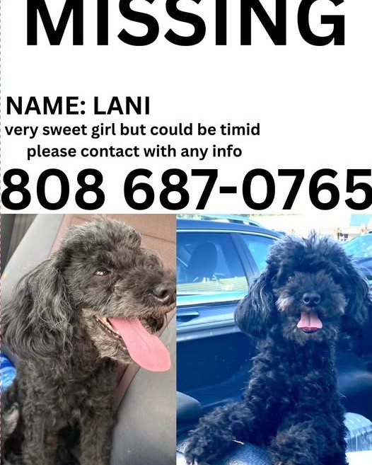 LOST PET - Oahu | Stolen Stuff Hawaii