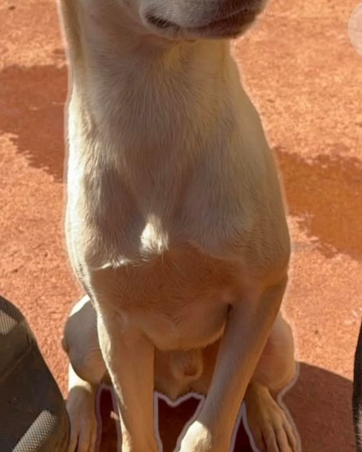 LOST PET - Oahu | Stolen Stuff Hawaii