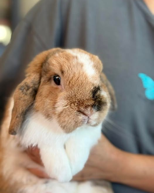 LOST PET - Oahu | Stolen Stuff Hawaii